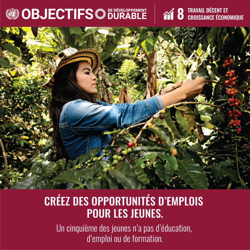 Jeune femme récolte  des grain de café. 